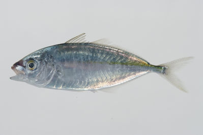 Pseudocaranx dentex
- Field ID: GAM-733
- Collection date: 2010-10-11
- Collection method: Light trap for larval fish
- GPS: 23Â° 01.259' S - 134Â° 58.408' W
- Depth: -2m
- Standard length: 76.9mm
- COI DNA seq.: 
CCTATATCTAGTATTTGGTGCTTGAGCCGGAATAGTCGGAACAGCTTTAAGCCTTCTTATTCGAGCAGAACTAAGCCAACCTGGCGCCCTTCTAGGGGATGACCAAATTTATAACGTAATCGTTACGGCCCACGCCTTCGTAATAATTTTCTTTATAGTAATGCCAATCATGATTGGAGGGTTCGGAAACTGACTTATCCCCTTAATAATTGGAGCCCCTGACATGGCATTCCCTCGGATAAATAATATGAGCTTCTGACTTCTCCCCCCTTCCTTCCTCCTACTCTTAGCCTCATCTGGCGTTGAGGCTGGGGCAGGGACTGGTTGAACAGTATACCCCCCGCTAGCTGGCAATCTTGCTCACGCCGGGGCTTCCGTAGATTTAACCATCTTCTCCCTCCACTTAGCAGGGGTTTCATCAATTCTAGGGGCTATTAATTTTATTACAACTATCATTAATATGAAACCTCCCGCAGTATCAATATATCAAATTCCATTATTTGTCTGGGCTGTCCTAATTACAGCCGTCCTTCTTCTTCTGTCCCTCCCAGTCCTAGCCGCTGGCATTACAATGCTTTTAACCGACCGAAATCTAAACACTGCTTTCTTCGACCCGGCAGGAGGTGGAGACCCCATTCTCTACCAGCATTTATTC
