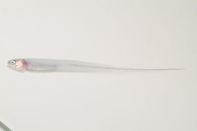 Carapus mourlani
- Field ID: mbio1492
- Collection date: -
- GPS: - / -
- Depth: -
- Standard length: 115.7mm
- COI DNA seq.:
ACCCTGTATCTGATCTTCGGTGCCTGGGCCGGCATGGTTGGCACAGCTCTTAGCCTTCTTATCCGAGCCGAACTCGGTCAACCAGGCGCACTCCTTGGGGACGATCAGATCTACAATGTAATCGTCACAGCGCACGCGTTCGTGATAATTTTCTTCATGGTCATACCCATTATGATTGGAGGTTTTGGAAACTGACTAATCCCACTAATAATCGGGGCCCCCGACATGGCTTTCCCCCGAATAAATAACATGAGTTTCTGACTTCTCCCCCCGTCCTTCTTACTACTTCTCGCGTCTTCAGGTGTTGAGGCGGGGGCAGGAACAGGATGAACGGTTTACCCCCCTCTCGCGGGTAATCTGGCGCACGCTGGGGCCTCCGTGGACCTAACAATTTTCTCCCTGCATCTCGCTGGTGTTTCCTCGATCTTGGGCGCTATTAACTTTATTACTACCATTATTAATATGAAGCCCCCAGCTGCTTCACAGTACCAGACCCCACTATTCGTATGGGCGGTACTCATTACAGCAGTTCTTCTTCTGCTCTCCCTACCTGTACTTGCCGCCGGTATTACAATACTACTTACTGACCGCAATCTAAATACAACCTTCTTCGACCCGGCGGGAGGAGGAGACCCCATCCTTTACCAACACCTG

