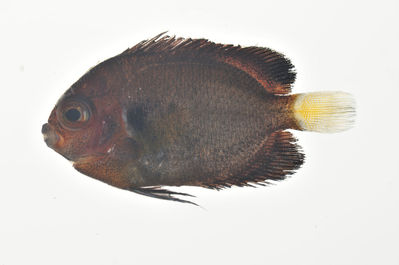 Centropyge fisheri
- Field ID: MARQ-494
- Collection date: 2011-11-13
- GPS: -9,43311 / -138,93056
- Depth: -30m
- Standard length: 21mm
- COI DNA seq.: 
CCTTTATTTGCTATTCGGTGCTTGAGCTGGTATAGTAGGGACGGCTTTAAGCCTGCTTATCCGAGCTGAACTTAATCAGCCCGGCAGCCTCCTTGGAGACGACCAGATTTATAATGTTATCGTAACAGCACATGCGTTTGTAATAATCTTCTTTATGGTAATACCAGCCATAATCGGAGGATTTGGAAACTGATTAATCCCACTAATGATTGGGGCACCAGATATGGCGTTCCCTCGAATGAATAACATGAGCTTTTGACTCCTTCCTCCCTCCCTCCTCCTTCTCTTAGCTTCTGCTGGCGTAGAAGCCGGGGCCGGTACTGGATGAACAGTGTATCCCCCACTAGCCGGCAACTTAGCTCACGCAGGAGCATCCGTAGACCTGACCATCTTCTCCCTCCACTTAGCAGGGGTCTCCTCAATTCTAGGGGCTATTAATTTCATTACTACAATTATTAATATGAAACCCCCCGCTATTTCCCAGTACCAAACACCTTTATTTGTTTGAGCAGTCCTGATTACCGCAGTTCTACTACTCCTTTCCCTCCCAGTCCTTGCTGCAGGTATTACAATGCTTCTTACAGACCGAAACCTCAACACTACCTTTTTTGACCCCGCAGGTGGAGGAGACCCAATTCTTTACCAACATCTGTTC
