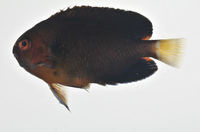 Centropyge fisheri
- Field ID: MARQ-228
- Collection date: 2011-10-31
- GPS: -7,89636 / -140,56186
- Depth: -
- Standard length: 52mm
- COI DNA seq.: -

