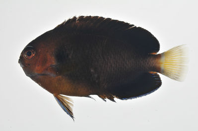 Centropyge fisheri
- Field ID: MARQ-227
- Collection date: 2011-10-31
- GPS: -7,89636 / -140,56186
- Depth: -
- Standard length: 55mm
- COI DNA seq.: -
