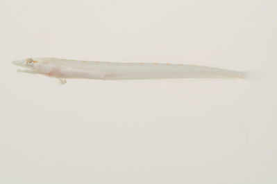 Chalixodytes chameleontoculis
- Field ID: mbio1388
- Collection date: -
- GPS: - / -
- Depth: -
- Standard length: 23.8mm
- COI DNA seq.: 
ACGCTCTACCTCGTGTTTGGCGCATGAGCTGGCATAGTAGGTACTGCACTAAGCCTGCTTATCCGAGCTGAGCTTAGCCAACCCGGCGCCCTGCTTGGCGATGACCAAATTTATAATGTCATCGTAACCGCCCATGCATTTGTTATAATTTTTTTCATAGTTATACCCATCATAATTGGGGGCTTTGGTAACTGACTAATTCCACTAATAATTGGAGCTCCAGATATAGCATTTCCTCGAATAAACAATATAAGCTTCTGACTACTTCCCCCATCATTCCTTCTTTTATTAACCTCCTCCGGTGTTGAAGCAGGTGCTGGCACAGGGTGGACTGTATATCCCCCCTTAGCGGGAAATCTGGCTCATGCAGGAGCATCAGTAGACCTAACAATTTTTTCCCTTCACTTGGCTGGAATTTCATCTATCTTAGGGGCAATTAACTTTATTACAACTATTATCAATATAAAACCAGCCGCTATTTCACAATACCAAACGCCACTATTTGTTTGAGCAGTGTTAATTACTGCTGTATTACTTCTTCTATCCTTACCCGTTCTTGCTGCAGGTATTACAATGC


