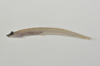 Chalixodytes chameleontoculis
- Field ID: AUST-070
- Collection date: 2013-4-11
- GPS: -23,8606 / -147,715
- Depth: -15m
- Standard length: 30.5mm
- COI DNA seq.: -


