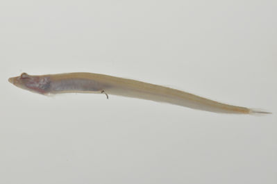 Chalixodytes chameleontoculis
- Field ID: AUST-071
- Collection date: 2013-4-11
- GPS: -23,8606 / -147,715
- Depth: -15m
- Standard length: 43.4mm
- COI DNA seq.: -

