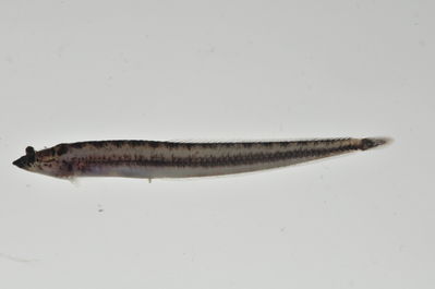 Crystallodytes enderburyensis
- Field ID: MARQ-467
- Collection date: 2011-11-11
- GPS: -10,47517 / -138,685
- Depth: -4m
- Standard length: 41mm
- COI DNA seq.: -

