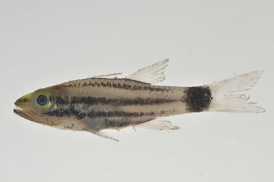 Cheilodipterus macrodon
- Field ID: AUST-135
- Collection date: 2013-4-12
- GPS: -23,85 / -147,67
- Depth: -13m
- Standard length: 35.1mm
- COI DNA seq.: 
CCTTTATCTAGTATTTGGTGCTTGAGCCGGAATAGTCGGGACAGCGCTCAGCTTACTTATTCGAGCCGAGCTAAGCCAACCTGGGGCCCTTCTCGGCGATGACCAAATTTACAATGTAATCGTTACGGCACATGCATTTGTAATAATTTTCTTTATAGTAATACCGATTATGATCGGGGGCTTTGGAAACTGATTAATTCCCTTAATGATTGGTGCCCCTGACATGGCATTCCCTCGAATAAATAATATGAGCTTCTGACTTCTCCCTCCGTCGTTCCTCCTTCTACTTGCCTCTTCTGGCGTAGAAGCTGGAGCCGGAACCGGATGAACTGTCTACCCGCCTCTTGCAGGCAACCTTGCCCACGCTGGAGCTTCTGTAGATTTAACAATCTTTTCACTTCATCTAGCAGGTGTCTCATCAATTCTAGGGGCAATTAACTTTATTACCACAATTATTAATATAAAACCCCCCGCAATTACTCAGTACCAAACCCCCTTATTCGTGTGAGCAGTTCTCATTACCGCCGTCCTTCTCCTCCTTTCCCTGCCCGTTTTAGCTGCCGGCATCACAATACTACTAACAGACCGAAACCTAAATACAACCTTCTTCGACCCCGCGGGAGGTGGCGACCCAATCCTGTACCAGCACTTATTC
