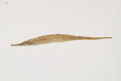Choeroichthys brachysoma
- Field ID: mbio539
- Collection date: -
- GPS: - / -
- Depth: -
- Standard length: 42.9mm
- COI DNA seq.: 
ACCCTTTATTTAGTATTCGGTGCTTGAGCTGGGATGGTCGGCACTGCCCTTAGTCTTTTAATTCGGACAGAGCTGAGCCAACCGGGCGCTCTATTAGGGGACGATCAAATCTACAATGTAACAGTGACTGCCCATGCATTTGTAATAATCTTCTTCATGGTCATGCCAATTATAATCGGAGGATTTGGAAACTGACTAGTCCCCCTAATAATTGGAGCCCCCGATATAGCATTCCCTCGAATAAACAACATGAGCTTCTGACTCCTACCTCCCTCCTTTCTGCTCTTATTAGCATCTGCAGCAGTAGAGGCCGGAGCAGGCACAGGATGAACAGTCTACCCCCCTCTAGCAGGAAACCTGGCTCACGCAGGGGCTTCAGTGGACCTAACAATTTTCTCCCTTCACCTTGCCGGAGTATCCTCAATCCTAGGGGCCATTAATTTCATTACAACTATTATTAACATAAAACCCCCAGCCATCACTCAGTATCAGACACCTTTATTCGTCTGGGCAGTTTTAATTACTGCAGTTTTACTATTATTATCTTTACCTGTACTAGCCGCCGGTATCACAATACTTCTCACAGATCGCAACCTCAACACAACTTTCTTTGACCCGGCAGGAGGGGGCGACCCTATCCTTTATCAACACCTG

