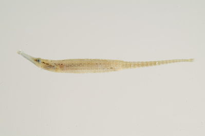 Choeroichthys brachysoma
- Field ID: mbio343
- Collection date: -
- GPS: - / -
- Depth: -
- Standard length: 46.6mm
- COI DNA seq.: 
GGCACTGCCCTTAGTCTTTTAATTCGGACAGAGCTGAGCCAACCGGGCGCTCTATTAGGGGACGATCAAATCTACAATGTAACAGTGACTGCCCATGCATTTGTAATAATCTTCTTCATGGTCATGCCAATTATAATCGGAGGATTTGGAAACTGACTAGTCCCCCTAATAATTGGAGCCCCCGATATAGCATTCCCTCGAATAAACAACATGAGCTTCTGACTCCTACCTCCCTCCTTTCTGCTCTTATTAGCATCTGCAGCAGTAGAGGCCGGAGCAGGCACAGGATGAACAGTCTACCCCCCTCTAGCAGGAAACCTGGCTCACGCAGGGGCTTCAGTGGACCTAACAATTTTCTCCCTTCACCTTGCCGGAGTATCCTCAATCCTAGGGGCCATTAATTTCATTACAACTATTATTAACATAAAACCCCCAGCCATCACTCAGTATCAGACACCTTTATTCGTCTGGGCAGTTTTAATTACTGCAGTTTTACTATTATTATCTTTACCTGTACTAGCCGCCGGTATCACAATACTTCTCACAGATCGCAACCTCAACACAACTTTCTTTGAGCCGGCAGGAGGAGGCGACCCTATCCTTTATCAACACTGT

