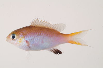Chromis acares
- Field ID: mbio28
- Collection date: 2006-3-10
- GPS: -17,4825 / -149,883
- Depth: -18m
- Standard length: 31mm
- COI DNA seq.: -


