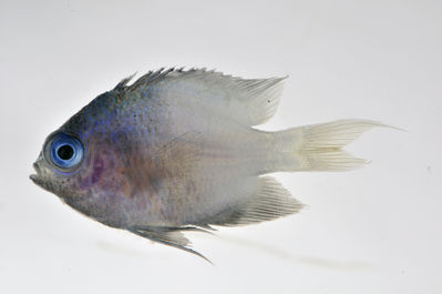 Chromis
- Field ID: SCIL-161
- Collection date: 2014-12-3
- GPS: -16,84461 / -153,98094
- Depth: -11m
- Standard length: 21.2mm
- COI DNA seq.: -

