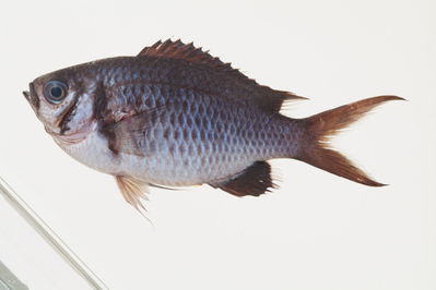 Chromis xanthura
- Field ID: mbio1266
- Collection date: 2006-3-21
- GPS: -17,4753 / -149,8408
- Depth: -35m
- Standard length: 94.5mm
- COI DNA seq.: -


