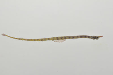Corythoichthys flavofasciatus
- Field ID: AUST-128
- Collection date: 2013-4-12
- GPS: -23,85 / -147,67
- Depth: -13m
- Standard length: 76.5mm
- COI DNA seq.: 
AGCCGCAATAGTGGGCACCGCCCTCAGCCTGCTGATCCGAGCAGAGCTCGGTCAACCAGGGGCACTTCTAGGTGATGACCAACTTTATAACGTAATCGTTACCGCCCACGCATTCGTAATAATCTTTTTCATAGTAATACCGATCATGATCGGCGGCTTCGGCAACTGATTAGTACCTTTAATGATTGGCGCCCCCGACATGGCATTCCCCCGAATGAATAATATAAGCTTCTGACTTCTTCCACCTTCTTTTCTTCTTCTATTAGCCTCTTCCGGGGTAGAGGCGGGGGCCGGAACAGGTTGAACGGTGTACCCTCCCCTTGCGGGCAACTTAGCGCACGCAGGGGCCTCTGTAGACCTCACTATCTTCTCCCTCCACCTGGCGGGGGTATCATCAATTCTAGGCGCAATTAACTTTATCACCACCATTATTAACATAAAACCCCCATCCATCTCACAGTACCAAACACCTCTCTTCGTATGAGCTGTGCTTATCACTGCAGTACTTCTTCTTCTTTCTCTACCCGTCTTAGCAGCAGCAATTACAATACTGCTGACCGACCGTAATCTCAACACCACCTTTTTCGACCCTGCCGGAGGGGGTGACCCTATTTTATACCAACACTTATTC
