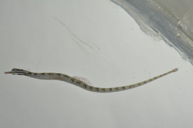 Corythoichthys flavofasciatus
- Field ID: SCIL-313
- Collection date: 2014-12-5
- GPS: -16,82542 / -153,92531
- Depth: -0,8m
- Standard length: 78.1mm
- COI DNA seq.: 
CCTATATATGATCTTCGGTGCATGAGCCGCAATAGTGGGCACCGCCCTCAGCCTGCTGATCCGAGCAGAGCTCGGTCAACCAGGAGCACTTCTAGGTGATGACCAACTTTATAACGTAATCGTTACCGCCCACGCATTCGTAATAATCTTTTTCATAGTAATACCGATCATGATCGGCGGCTTCGGCAACTGATTAGTACCTTTAATGATTGGCGCCCCCGACATGGCATTCCCCCGAATGAATAATATAAGCTTCTGACTTCTTCCACCTTCTTTTCTTCTTCTATTAGCCTCTTCCGGGGTAGAGGCGGGGGCCGGAACAGGTTGAACGGTGTACCCTCCCCTTGCGGGCAACTTAGCGCACGCAGGGGCCTCTGTAGACCTCACTATCTTCTCCCTCCACCTGGCGGGGGTATCATCAATTCTAGGCGCAATTAACTTTATCACCACCATTATTAACATAAAACCCCCATCCATCTCACAGTACCAAACACCTCTCTTCGTATGAGCTGTGCTTATCACTGCAGTACTTCTTCTTCTTTCTCTACCCGTCTTAGCAGCAGCAATTACAATACTGCTGACCGACCGTAATCTCAACACCACCTTTTTCGACCCTGCCGGAGGGGGTGACCCTATTTTATACCAACACTTATTC
