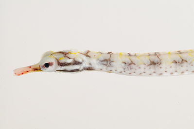 Corythoichthys flavofasciatus
- Field ID: mbio719
- Collection date: 2006-3-15
- GPS: -17,6063 / -149,834
- Depth: -1,5m
- Standard length: 87mm
- COI DNA seq.: -


