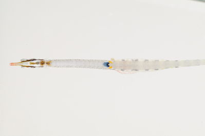 Corythoichthys flavofasciatus
- Field ID: mbio719
- Collection date: 2006-3-15
- GPS: -17,6063 / -149,834
- Depth: -1,5m
- Standard length: 87mm
- COI DNA seq.: -

