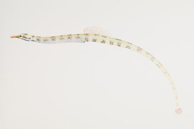 Corythoichthys flavofasciatus
- Field ID: mbio716
- Collection date: -
- GPS: - / -
- Depth: -
- Standard length: 95mm
- COI DNA seq.: 
AATAGTGGGCACCGCCCTCAGCCTGCTGATCCGAGCAGAGCTCGGTCAACCAGGAGCACTTCTAGGTGATGACCAACTTTATAACGTAATCGTTACCGCCCACGCATTCGTAATAATCTTTTTCATAGTAATACCGATCATGATCGGCGGCTTCGGCAACTGATTAGTACCTTTAATGATTGGCGCCCCCGACATGGCATTCCCCCGAATGAATAATATAAGCTTCTGACTTCTTCCACCTTCTTTTCTTCTTCTATTAGCCTCTTCCGGGGTAGAGGCGGGGGCCGGAACAGGTTGAACGGTGTACCCTCCCCTTGCGGGCAACTTAGCGCACGCAGGGGCCTCTGTAGACCTCACTATCTTCTCCCTCCACCTGGCGGGGGTATCATCAATTCTAGGCGCAATTAACTTTATCACCACCATTATTAACATAAAACCCCCATCCATCTCACAGTACCAAACACCTCTCTTCGTATGAGCTGTGCTTATCACTGCAGTACTTCTTCTTCTTTCTCTACCCGTCTTAGCAGCAGCAATTACAATACTGCTGACCGACCGTAATCTCAACACCACNCTTTTCGACCCTGCCGGA

