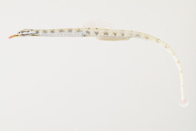 Corythoichthys flavofasciatus
- Field ID: mbio717
- Collection date: -
- GPS: - / -
- Depth: -
- Standard length: 95mm
- COI DNA seq.: 
GTGGGCACCGCCCTCAGCCTGCTGATCCGAGCAGAGCTCGGTCAACCAGGAGCACTTCTAGGTGATGACCAACTTTATAACGTAATCGTTACCGCCCACGCATTCGTAATAATCTTTTTCATAGTAATACCGATCATGATCGGCGGCTTCGGCAACTGATTAGTACCTTTAATGATTGGCGCCCCCGACATGGCATTCCCCCGAATGAATAATATAAGCTTCTGACTTCTTCCACCTTCTTTTCTTCTTCTATTAGCCTCTTCCGGGGTAGAGGCGGGGGCCGGAACAGGTTGAACGGTGTACCCTCCCCTTGCGGGCAACTTAGCGCACGCAGGGGCCTCTGTAGACCTCACTATCTTCTCCCTCCACCTGGCGGGGGTATCATCAATTCTAGGCGCAATTAACTTTATCACCACCATTATTAACATAAAACCCCCATCCATCTCACAGTACCAAACACCTCTCTTCGTATGAGCTGTGCTTATCACTGCAGTACTTCTTCTTCTTTCTCTACCCGTCTTAGCAGCAGCAATTACAATACTGCTGACCGACCGTAATCTCAACACCACNCTTTTCGACCCTGC

