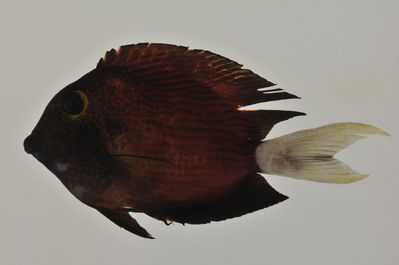 Ctenochaetus flavicauda
- Field ID: AUST-171
- Collection date: 2013-4-13
- GPS: -23,9108 / -147,6842
- Depth: -31m
- Standard length: 70.1mm
- COI DNA seq.: 
CCTTTATTTAGTATTTGGTGCTTGAGCTGGGATAGTAGGAACGGCTTTGAGCCTCCTTATCCGAGCAGAATTAAGCCAACCAGGCGCCCTCCTAGGGGATGACCAGATTTATAACGTCATTGTTACAGCACATGCGTTCGTAATAATTTTCTTTATAGTAATACCAATTATGATTGGTGGATTTGGAAACTGACTAATTCCACTAATGATTGGAGCTCCTGATATAGCATTCCCACGAATAAATAACATGAGCTTTTGACTCCTACCTCCATCTTTCCTACTTCTACTCGCATCTTCTGCAGTAGAGTCTGGTGCTGGTACGGGATGAACAGTTTACCCCCCTCTAGCCGGCAATCTAGCACATGCAGGGGCATCTGTAGACCTTACCATTTTCTCCCTTCATCTTGCAGGTATTTCCTCAATTCTAGGGGCTATTAACTTTATTACAACAATTATTAATATGAAACCCCCAGCTATTTCTCAGTACCAAACACCTCTGTTCGTATGAGCAGTACTAATTACTGCCGTTCTGCTTCTCCTCTCACTTCCTGTCCTTGCTGCTGGAATTACAATACTACTTACGGACCGAAACCTTAACACCACCTTCTTTGACCCGGCAGGCGGGGGAGATCCTATCCTGTATCAACACTTATTC
