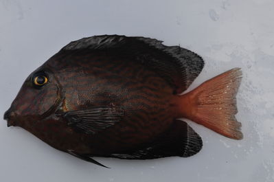 Ctenochaetus hawaiiensis
- Field ID: MARQ-130
- Collection date: 2011-10-28
- GPS: -8,08928 / -139,63517
- Depth: -32m
- Standard length: 74mm
- COI DNA seq.: -

