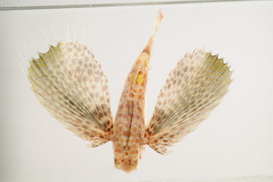 Dactyloptena orientalis
- Field ID: mbio1136
- Collection date: 2006-3-19
- GPS: -17,5058 / -149,8572
- Depth: -30m
- Standard length: 138mm
- COI DNA seq.: 
ACCCTCTATCTAGTATTCGGTGCTTGAGCTGGTATAGTAGGCACTGCTTTAAGCCTACTTATCCGAGCTGAACTAAGCCAGCCCGGCGCCCTTTTAGGGGACGACCAGATTTATAACGTAATTGTTACTGCCCATGCTTTTGTAATGATTTTCTTTATAGTAATGCCAATTATGATCGGAGGCTTCGGAAACTGACTAATTCCCCTAATGATTGGGGCCCCTGACATGGCCTTCCCTCGAATGAACAACATGAGCTTCTGGCTTCTACCCCCATCTTTTTTACTTCTGCTAGCCTCTTCTGGGGTCGAAGCAGGGGCAGGGACGGGGTGGACTGTGTACCCGCCCTTAGCCGGCAACCTGGCACACGCCGGGGCCTCTGTTGACCTCACTATTTTTTCCCTTCACCTAGCGGGTATCTCTTCCATTCTAGGAGCCATCAACTTTATTACAACCATCATCAACATGAAGCCCACCGCTATCTCTCAGTACCAAACTCCACTATTCGTATGGGCAGTACTAGTAACAGCCGTACTTCTGCTACTCTCGCTGCCAGTGCTTGCCGCTGGCATCACAATGCTTCTTACGGACCGAAACCTGAATACTACCTTCTTCGACCCAGCGGGAGGGGGGGACCCAATTCTCTACCAACACCTG




