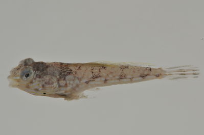 Diplogrammus goramensis
- Field ID: AUST-348
- Collection date: 2013-4-16
- GPS: -23,35 / -149,53
- Depth: -5m
- Standard length: 17.4mm
- COI DNA seq.: 
ATAGTTGGTACTGCTTTAAGCCTTTTAATTCGGGCTGAGTTAAACCAACCGGGGGCTCTTCTTGGTGATGACCAAATTTATAATGTCATTGTCACCGCTCACGCATTTGTAATAATCTTTTTTATAGTAATGCCAATTATGATTGGGGGTTTCGGAAACTGACTGATCCCAATGATGATTGGAGCCCCAGACATAGCCTTTCCTCGTATGAACAACATGAGTTTTTGACTCCTTCCGCCATCTTTTTTAATACTCCTAGCCTCTTCTGGTGTTGAAGCAGGTGCAGGTACAGGGTGGACAGTGTATCCCCCTCTTTCTAGCAACCTTGCCCATGCGGGTGCCTCAGTAGACCTGACTATCTTTTCTCTTCACCTTGCCGGTATCTCGTCAATTCTTGGTGCCATTAACTTTATTACAACAATTATCAACATAAAACCCCCAGCATTAACCCAGTATCAGACACCTTTGTTTGTATGAGCCGTGTTGATCACAGCTGTCCTACTTCTTCTTTCACTCCCGGTTTTAGCTGCTGGCATCACAATGCTTTTAACAGATCGTAACTTAAATACCACTTTCTTTGACCCAGCTGGAGGCGGCGACCCCATTCTTTACCAGCACCCTTTTC
