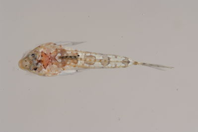 Callionymus marquesensis
- Field ID: MOH-110
- Collection date: 2008-10-14
- GPS: -9,950367 / -138,8317
- Depth: -24m
- Standard length: 18.3mm
- COI DNA seq.: 
CACCCTCTATCTAATTTTTGGTGCATGAGCAGGGATGGTCGGAACCGCTTTAAGCCTTCTTATCCGAGCTGAGCTGAATCAACCAGGAGCCCTTCTTGGTGATGATCAAATTTATAATGTTATCGTTACAGCACACGCATTTGTAATAATCTTCTTCATGGTTATACCTATCATAATCGGGGGCTTCGGTAACTGATTAGTTCCTATAATGATTGGGGCCCCCGACATGGCTTTCCCCCGAATAAATAATATAAGCTTCTGACTTCTTCCCCCCTCTTTTCTTCTTCTTCTAGCTTCTTCCGGCGTAGAAGCTGGGGCAGGCACAGGATGAACTGTTTATCCACCTCTTTCAAGTAACCTTGCACATGCAGGCGCTTCAGTAGATTTAACCATCTTTTCTCTTCACCTTGCTGGTATTTCGTCTATTTTAGGTGCTATTAATTTTATTACTACCATTACAAATATGAAGCCCCCAGCTTTAACACAATATCAAACGCCTCTATTTGTCTGAGCAGTACTAATTACTGCAGTTCTTCTTCTTCTATCCCTCCCTGTTCTTGCTGCAGGTATCACTATGCTTTTAACAGACCGAAACCTCAATACTACCTTTTTTGATCCGGCTGGCGGAGGAGATCCCATCCTTTATCAGCATCTA

