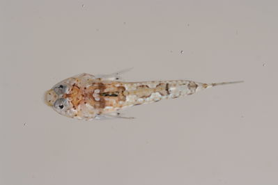 Callionymus marquesensis
- Field ID: MOH-111
- Collection date: 2008-10-14
- GPS: -9,950367 / -138,8317
- Depth: -24m
- Standard length: 19.4mm
- COI DNA seq.: 
CACCCTCTATCTAATTTTTGGTGCATGAGCAGGGATGGTCGGAACCGCTTTAAGCCTTCTTATCCGAGCTGAGCTGAATCAACCAGGAGCCCTTCTTGGTGATGATCAAATTTATAATGTTATCGTTACAGCACACGCATTTGTAATAATCTTCTTCATGGTTATACCTATCATAATCGGGGGCTTCGGTAACTGATTAATCCCTATAATGATTGGGGCCCCCGACATGGCTTTCCCCCGAATAAATAATATAAGCTTCTGACTTCTTCCCCCCTCTTTTCTTCTTCTTCTAGCTTCTTCCGGCGTAGAAGCTGGGGCAGGTACAGGATGAACTGTTTATCCACCTCTTTCAAGTAACCTTGCACATGCGGGCGCTTCAGTAGATTTAACCATCTTTTCTCTCCACCTTGCTGGTATTTCGTCTATTTTAGGTGCTATTAATTTTATTACTACCATTACAAATATGAAGCCCCCAGCTTTAACACAATATCAAACGCCTCTATTTGTCTGAGCAGTACTAATTACTGCAGTTCTTCTTCTTCTATCCCTCCCTGTTCTTGCTGCAGGTATCACTATGCTTCTAACAGACCGAAACCTCAATACTACCTTTTTTGATCCGGCTGGCGGAGGAGATCCCATCCTTTATCAGCATCTA
