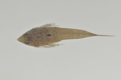 Callionymus simplicicornis
- Field ID: AUST-017
- Collection date: 2013-4-10
- GPS: -23,85 / -147,68
- Depth: -13m
- Standard length: 29.8mm
- COI DNA seq.: 
CCTCTACCTAGTATTTGGTGCTTGGGCTGGAATAGTAGGAACCGCTTTGAGCCTTCTCATCCGAGCCGAACTAAATCAACCAGGGGCCCTCCTTGGCGACGACCAGATTTACAATGTTATCGTTACGGCCCATGCATTCGTAATAATTTTCTTCATGGTAATGCCTATCATAATTGGTGGCTTTGGCAACTGGCTAATCCCAATAATAATCGGAGCCCCCGACATGGCATTCCCCCGTATGAACAATATAAGCTTCTGACTCCTTCCGCCTTCTTTCCTACTCCTCCTTGCCTCCTCTGGCGTCGAAGCAGGTGCAGGAACAGGGTGAACCGTGTACCCCCCACTATCAAGCAACTTAGCGCACGCCGGGGCATCAGTCGATCTCACAATCTTCTCCCTCCACCTGGCTGGAGTCTCGTCTATCCTGGGGGCTATTAACTTCATTACGACTATTACCAACATAAAACCGCCTGCCCTAACACAGTATCAGACGCCTCTTTTCGTGTGAGCCGTACTAATTACAGCTGTCCTTCTTCTTCTTTCTCTCCCCGTCCTGGCTGCAGGCATTACTATGCTGCTGACCGATCGAAACTTAAACACTACATTCTTTGACCCTGCTGGAGGAGGAGACCCAATCCTCTATCAACACCTTTTC
