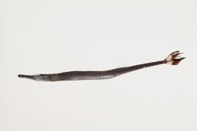 Doryrhamphus excisus
- Field ID: mbio734
- Collection date: -
- GPS: - / -
- Depth: -
- Standard length: 40.2mm
- COI DNA seq.: 
ACCCTCTATTTAGTCTTTGGTGCATGAGCCGGGATAGTGGGAACTGCCCTCAGCCTTTTAATCCGAACAGAACTAAGCCAACCGGGCGCTCTGCTAGGGGACGACCAGATCTACAATGTGACCGTCACAGCCCATGCTTTTGTAATAATCTTTTTCATGGTAATACCAATCATAATTGGAGGCTTTGGAAACTGATTGATCCCTTTGATAATCGGGGCCCCCGACATAGCATTCCCTCGAATGAATAACATGAGCTTCTGACTCTTACCCCCCTCCTTCCTTCTTCTATTGGCCTCCGCAGCAGTGGAAGCCGGAGCTGGGACAGGTTGAACAGTTTACCCCCCACTAGCTGGTAACTTGGCCCATGCGGGGGCATCTGTTGATTTAACCATTTTCTCCCTGCATCTGGCTGGTGTCTCATCAATTCTTGGGGCTATTAATTTCATCACTACCATTATCAACATAAAACCGCCCGCTATTACACAGTATCAAACCCCGCTCTTCGTATGAGCTGTCTTAATTACAGCCGTTCTACTTTTATTATCTCTCCCTGTTTTAGCTGCCGGCATCACCATGCTCCTAACAGATCGAAATTTGAATACGACC

