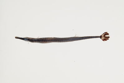 Doryrhamphus excisus
- Field ID: mbio341
- Collection date: -
- GPS: - / -
- Depth: -
- Standard length: 42.9mm
- COI DNA seq.: 
ACCCTCTATTTAGTCTTTGGTGCATGAGCCGGGATAGTGGGAACTGCCCTCAGCCTTTTAATCCGAACAGAACTAAGCCAACCGGGCGCTCTGCTAGGGGACGACCAGATCTACAATGTGACCGTCACAGCCCATGCTTTTGTAATAATCTTTTTCATGGTAATACCAATCATAATTGGAGGCTTTGGAAACTGATTGATCCCTTTGATAATCGGGGCTCCCGACATAGCATTCCCTCGAATGAATAACATGAGCTTCTGACTCTTACCCCCCTCCTTCCTTCTTCTATTGGCCTCCGCAGCAGTGGAGGCCGGAGCTGGGACAGGTTGAACAGTTTACCCCCCACTAGCTGGTAACTTGGCCCATGCGGGGGCATCTGTTGATTTAACCATTTTCTCCCTGCATCTGGCTGGTGTCTCATCAATTCTTGGGGCCATTAATTTCATCACTACCATTATCAACATAAAACCGCCCGCTATTACACAATATCAAACCCCGCTCTTCGTATGAGCTGTCTTAATTACAGCCGTTCTACTTTTATTATCTCTCCCTGTTTTAGCTGCCGGCATCACCATGCTCCTAACAGATCGAAATTTGAATACGACCTTTTTTGACCCTGCAGGAGGGGGCGACACAATTCTATACCAGCACCTA


