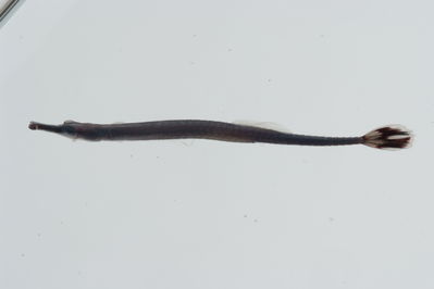 Doryrhamphus excisus
- Field ID: GAM-433
- Collection date: 2010-10-4
- Collection method: rotenone (2.5 kg) & spear
- GPS: 23Â° 10.170' S - 135Â° 02.832' W
- Depth: -10.6m
- Standard length: 48.4mm
- COI DNA seq.: 
TTTTAGTATTTGGTGCATGAGCCGGGATAGTGGGAACTGCCCTCAGCCTTTTAATCCGAACAGAACTAAGCCAACCGGGCGCTCTGCTAGGGGACGACCAGATCTACAATGTGACCGTCACAGCCCATGCTTTTGTAATAATCTTTTTCATGGTAATACCAATCATAATTGGAGGCTTTGGAAACTGATTGATCCCTTTGATAATCGGGGCTCCCGACATAGCATTCCCTCGAATGAATAACATGAGCTTCTGACTCTTACCCCCCTCCTTCCTTCTTCTATTGGCCTCCGCAGCAGTGGAAGCCGGAGCTGGGACAGGTTGAACAGTTTACCCCCCACTAGCTGGTAACTTGGCCCATGCGGGGGCATCTGTTGATTTAACCATTTTCTCCCTGCATCTGGCTGGTGTCTCATCAATTCTTGGGGCTATTAATTTCATCACTACCATTATCAACATAAAACCGCCCGCTATTACACAATATCAAACCCCGCTCTTCGTATGAGCTGTCTTAATTACAGCCGTTCTACTTTTATTATCGCTCCCTGTTTTAGCTGCCGGCATCACCATGCTCCTAACAGATCGAAATTTGAATACGACCTTTTTTGACCCTGCAGGAGGGGGCGACCCAATCCTATACCAGCACCTATTT
