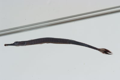 Doryrhamphus melanopleura
- Field ID: GAM-432
- Collection date: 2010-10-4
- Collection method: rotenone (2.5 kg) & spear
- GPS: 23Â° 10.170' S - 135Â° 02.832' W
- Depth: -10.6m
- Standard length: 50.4mm
- COI DNA seq.: 
CCTCTATTTAGTATTTGGTGCATGAGCCGGGATAGTGGGAACTGCCCTCAGCCTTTTAATCCGAACAGAACTAAGCCAACCGGGCGCTCTGCTAGGGGACGACCAGATCTACAATGTGACCGTCACAGCCCATGCTTTTGTAATAATCTTTTTCATGGTAATACCAATCATAATTGGAGGCTTTGGAAACTGATTGATCCCTTTGATAATCGGGGCTCCCGACATAGCATTCCCTCGAATGAATAACATGAGCTTCTGACTCTTACCCCCCTCCTTCCTTCTTCTATTGGCCTCCGCAGCAGTGGAAGCCGGAGCTGGGACAGGTTGAACAGTTTACCCCCCACTAGCTGGTAACTTGGCCCATGCGGGGGCATCTGTTGATTTAACCATTTTCTCCCTGCATCTGGCTGGTGTCTCATCAATTCTTGGGGCTATTAATTTCATCACTACCATTATCAACATAAAACCGCCCGCTATTACACAATATCAAACCCCGCTCTTCGTATGAGCTGTCTTAATTACAGCCGTTCTACTTTTATTATCGCTCCCTGTTTTAGCTGCCGGCATCACCATGCTCCTAACAGATCGAAATTTGAATACGACCTTTTTTGACCCTGCAGGAGGGGGCGACCCAATCCTATACCAGCACCTATTT

