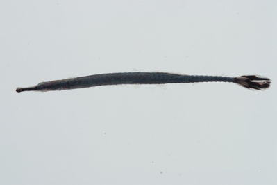 Doryrhamphus melanopleura
- Field ID: GAM-290
- Collection date: 2010-10-2
- Collection method: rotenone (2.5 kg) & spear
- GPS: 23Â° 08.6' S - 135Â° 03' W
- Depth: -5m
- Standard length: 51.3mm
- COI DNA seq.: 
CCTCTATTTAGTATTTGGTGCATGAGCCGGGATAGTGGGAACTGCCCTCAGCCTTTTAATCCGAACAGAACTAAGCCAACCGGGCGCTCTGCTAGGGGACGACCAGATCTACAATGTGACCGTCACAGCCCATGCTTTTGTAATAATCTTTTTCATGGTAATACCAATCATAATTGGAGGCTTTGGAAACTGATTGATCCCTTTGATAATCGGGGCTCCCGACATAGCATTCCCTCGAATGAATAACATGAGCTTCTGACTCTTACCCCCCTCCTTCCTTCTTCTATTGGCCTCCGCAGCAGTGGAAGCCGGAGCTGGGACAGGTTGAACAGTTTACCCCCCACTAGCTGGTAACTTGGCCCATGCGGGGGCATCTGTTGATTTAACCATTTTCTCCCTGCATCTGGCTGGTGTCTCATCAATTCTTGGGGCTATTAATTTCATCACTACCATTATCAACATAAAACCGCCCGCTATTACACAATATCAAACCCCGCTCTTCGTATGAGCTGTCTTAATTACAGCCGTTCTACTTTTATTATCGCTCCCTGTTTTAGCTGCCGGCATCACCATGCTCCTAACAGATCGAAATTTGAATACGACCTTTTTTGACCCTGCAGGAGGGGGCGACCCAATCCTATACCAGCACCTATTT
