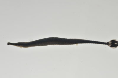 Doryrhamphus melanopleura
- Field ID: AUST-127
- Collection date: 2013-4-12
- GPS: -23,85 / -147,67
- Depth: -13m
- Standard length: 55.9mm
- COI DNA seq.: 
CCTTTATTTAGTCTTTGGTGCATGAGCCGGGATAGTGGGAACTGCCCTCAGCCTTTTAATCCGAACAGAACTAAGCCAACCGGGCGCTCTGCTAGGGGACGACCAGATCTACAATGTGACCGTCACAGCCCATGCTTTTGTAATAATCTTTTTCATGGTAATACCAATCATAATTGGAGGCTTTGGAAACTGATTGATCCCTTTGATAATCGGGGCTCCCGACATAGCATTCCCTCGAATGAATAACATGAGCTTCTGACTCTTACCCCCCTCCTTCCTTCTTCTATTGGCCTCCGCAGCAGTGGAAGCCGGAGCTGGGACAGGTTGAACAGTTTACCCCCCACTAGCTGGTAACTTGGCCCATGCAGGGGCATCTGTTGATTTAACCATTTTCTCCCTGCATCTGGCTGGTGTCTCATCAATTCTTGGGGCTATTAATTTCATCACTACCATTATCAACATAAAACCGCCCGCTATTACACAATATCAAACCCCGCTCTTCGTATGAGCTGTCTTAATTACAGCCGTTCTACTTTTATTATCTCTCCCTGTTTTAGCTGCCGGCATCACCATGCTCCTAACGGATCGAAATTTGAATACGACCTTTTTTGACCCTGCAGGAGGGGGCGACCCTATCCTATACCAGCACCTATTT
