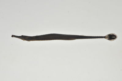 Doryrhamphus melanopleura
- Field ID: AUST-125
- Collection date: 2013-4-12
- GPS: -23,85 / -147,67
- Depth: -13m
- Standard length: 62.6mm
- COI DNA seq.: -

