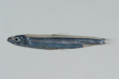 Spratelloides gracilis
- Field ID: GAM-525
- Collection date: 2010-10-6
- Collection method: rotenone (2.5 kg) & spear
- GPS: 23Â° 13.159' S - 134Â° 53.095' W
- Depth: -6m
- Standard length: 35.7mm
- COI DNA seq.: 
CCTCTACCTAGTTTTTGGTGCCTGAGCAGGTATGGTAGGGACCGCGCTAAGCCTCTTAATTCGGGCCGAGCTAAGTCAGCCTGGGGCACTCCTAGGTGACGACCAGATTTACAATGTAATCGTTACTGCACACGCATTCGTCATGATTTTCTTCATAGTAATGCCCATTCTAATCGGCGGGTTTGGTAACTGACTAATCCCACTTATGATCGGGGCACCAGACATGGCGTTCCCCCGAATGAATAATATGAGCTTCTGGCTCCTACCGCCTTCCTTCCTTCTCCTTCTAGCCTCATCTGGTGTAGAGGCTGGGGCAGGAACTGGGTGAACTGTATACCCACCCCTAGCAGGGAATCTTGCACACGCCGGGGCATCCGTAGATCTTACCATCTTTTCTCTCCACCTGGCGGGTATCTCGTCTATCCTAGGGGCAATTAACTTCATCACAACAATTATTAATATGAAACCCCCTGCAATTTCACAGTATCAAACACCCCTGTTCGTCTGAGCGGTGCTGGTGACTGCCGTGCTTCTCCTCCTCTCTCTACCTGTCCTTGCAGCAGGCATTACAATGCTCCTTACTGACCGAAATTTAAACACGACCTTCTTTGACCCGGCTGGAGGGGGAGACCCGATTCTTTACCAGCACTTATTC
