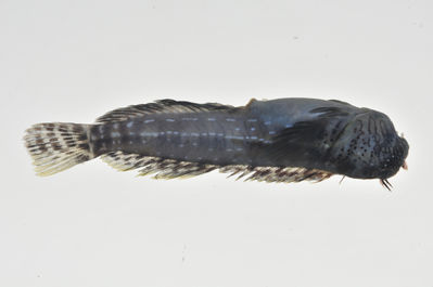 Entomacrodus corneliae
- Field ID: MARQ-185
- Collection date: 2011-10-29
- GPS: -7,98969 / -140,71239
- Depth: -15m
- Standard length: 40mm
- COI DNA seq.: 
CCTTTATCTAGTATTTGGTGCTTGAGCAGGCATGGTCGGAACAGCCCTAAGCCTACTAATCCGAGCAGAACTAAGCCAACCAGGGGCTCTCTTAGGGGATGATCAGATTTATAATGTAATCGTTACAGCCCATGCCTTTGTAATAATCTTCTTTATAGTAATACCAATCATGATTGGTGGTTTTGGGAATTGACTTATTCCTTTGATGATTGGGGCCCCTGATATAGCCTTTCCTCGTATGAACAATATGAGTTTCTGGCTCCTCCCCCCCTCTTTTCTTCTACTTCTAGCCTCCTCCGGGGTAGAGGCGGGGGCTGGTACAGGGTGGACTGTCTACCCCCCTCTATCGGGGAACCTCGCTCATGCAGGAGCCTCTGTAGACCTGACTATCTTTTCACTCCATCTAGCAGGGGTATCTTCAATCTTAGGGGCTATTAATTTTATCACCACAATTATTAACATGAAACCCCCCGCAATCTCCCAATATCAAACACCCTTATTTGTGTGAGCTGTCCTAATCACAGCAGTACTTCTCCTCCTATCTCTACCAGTCTTGGCTGCCGGGATCACAATACTTCTTACAGACCGAAACCTAAATACAACCTTCTTTGACCCTGCAGGAGGAGGGGACCCTATTTTATACCAACACTTGTTC
