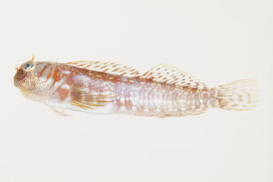 Entomacrodus cymatobiotus
- Field ID: mbio1686
- Collection date: -
- GPS: - / -
- Depth: -
- Standard length: 29.1mm
- COI DNA seq.: 
CTTTATCTAGTATTTGGTGCTTGAGCAGGAATAGTGGGAACAGCCCTAAGCCTGCTAATCCGAGCCGAACTAAGTCAACCGGGNNCCCTCCTAGGAGACGATCAGATTTATAATGTAATCGTTACGGCCCATGCCTTCGTAATAATTTTCTTTATAGTAATACCAATTATGATTGGCGGATTCGGGAATTGGCTTATCCCTTTAATAATCGGAGCCCCTGATATAGCCTTTCCACGGATAAACAACATAAGCTTCTGACTTCTCCCCCCCTCTTTTCTCCTTCTACTAGCTTCTTCGGGCGTAGAGGCGGGTGCCGGTACAGGATGAACTGTATATCCCCCTCTATCCGGAAACCTTGCCCATGCAGGGGCTTCTGTGGACCTAACCATCTTTTCACTTCACCTAGCAGGGGTATCCTCAATCTTAGGAGCTATCAACTTCATTACCACTATCATCAACATAAAACCTCCCGCAATCTCCCAATATCAAACGCCCTTATTTGTTTGAGCAGTACTTATTACAGCTGTACTCCTTCTTCTATCTTTACCGGTTCTGGCTGCCGGAATCACAATACTTCTTACTGACCGAAATCTAAATACTACCTTCTTTGACCCTGCAGGAGGGGGGGATCCCATTTTATATCAGCACCTG

