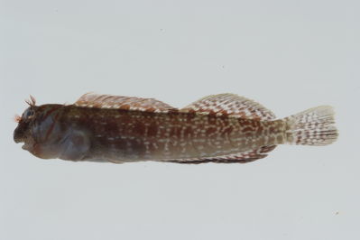 Entomacrodus cymatobiotus
- Field ID: GAM-515
- Collection date: 2010-10-6
- Collection method: rotenone (2.5 kg) & spear
- GPS: 23Â° 13.159' S - 134Â° 53.095' W
- Depth: -6m
- Standard length: 51.00mm
- COI DNA seq.: 
CCTTTATCTAGTATTTGGTGCTTGAGCAGGAATAGTCGGAACAGCCCTAAGCCTGCTAATCCGAGCTGAACTAAGTCAGCCAGGGGCCCTCTTAGGAGATGACCAAATTTACAATGTAATCGTTACGGCCCATGCCTTCGTAATAATCTTCTTTATAGTAATACCAATTATGATTGGTGGGTTCGGGAATTGACTTATTCCTTTAATGATTGGAGCCCCTGACATAGCCTTTCCACGGATAAATAATATAAGCTTCTGACTTCTCCCACCCTCTTTTCTCCTTCTACTGGCTTCTTCAGGTGTAGAGGCGGGTGCCGGTACAGGGTGAACTGTGTACCCCCCCTTGTCCGGGAACCTTGCCCATGCAGGAGCTTCTGTGGACCTAACCATCTTTTCACTTCATCTAGCAGGGGTGTCCTCAATCTTAGGGGCTATCAATTTCATTACCACTATTATCAACATAAAACCCCCCGCAATCTCCCAATATCAAACGCCCTTATTTGTTTGAGCAGTTCTTATTACAGCTGTACTTCTCCTTCTATCTTTACCAGTTCTGGCTGCCGGTATCACAATACTTCTTACAGACCGGAATCTAAATACTACCTTCTTTGACCCTGCAGGAGGGGGAGACCCAATTTTATATCAACACTTATTC
