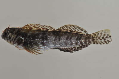 Entomacrodus sealei
- Field ID: AUST-405
- Collection date: 2013-4-17
- GPS: -22,4522 / -151,3236
- Depth: -8m
- Standard length: 58.8mm
- COI DNA seq.: 
TACCCTCTATCTAGTATTTGGTGCTTGAGCAGGCATGGTCGGAACAGCCCTAAGCCTACTAATCCGAGCGGAACTAAGCCAGCCAGGGGCTCTCTTAGGAGATGACCAGATTTATAATGTAATCGTCACAGCCCATGCCTTCGTAATAATCTTCTTTATAGTAATACCAATCATGATTGGTGGTTTCGGGAATTGACTTATTCCTCTAATGATTGGAGCCCCTGATATAGCCTTTCCCCGGATGAACAATATAAGTTTCTGACTCCTTCCACCTTCTTTTCTCCTACTTCTGGCTTCTTCAGGAGTGGAGGCGGGGGCTGGCACAGGGTGAACTGTCTATCCCCCCCTATCGGGAAACCTCGCTCATGCAGGGGCTTCTGTAGACCTAACTATCTTTTCACTCCATTTAGCAGGGGTATCTTCAATCTTAGGAGCTATTAACTTTATTACCACTATTATTAATATGAAGCCTCCCGCAATCTCCCAATATCAGACACCCTTATTTGTATGAGCAGTCCTGATCACAGCAGTACTTCTCCTTTTGTCTTTACCAGTCTTAGCTGCCGGAATTACAATACTTCTTACAGACCGAAACCTAAACACAACCTTCTTTGACCCTGCAGGAGGAGGGGACCCCATTTTATACCAACACTTGTTC
