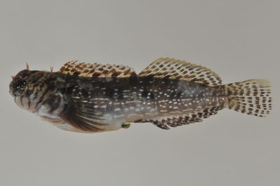 Entomacrodus sealei
- Field ID: AUST-404
- Collection date: 2013-4-17
- GPS: -22,4522 / -151,3236
- Depth: -8m
- Standard length: 59.2mm
- COI DNA seq.: 
GGTCGGAACAGCCCTAAGCCTACTAATCCGAGCGGAACTAAGCCAGCCAGGGGCTCTCTTAGGAGATGACCAGATTTATAATGTAATCGTCACAGCCCATGCCTTCGTAATAATCTTCTTTATAGTAATACCAATCATGATTGGTGGTTTCGGGAATTGACTTATTCCTCTAATGATTGGAGCCCCTGATATAGCCTTTCCCCGGATGAACAATATAAGTTTCTGACTCCTTCCACCTTCTTTTCTCCTACTTCTGGCTTCTTCAGGAGTGGAGGCGGGGGCTGGCACAGGGTGAACTGTCTATCCCCCCCTATCGGGAAACCTCGCTCATGCAGGGGCTTCTGTAGACCTAACTATCTTTTCACTCCATTTAGCAGGGGTATCTTCAATCTTAGGAGCTATTAACTTTATTACCACTATTATTAATATGAAGCCTCCCGCAATCTCCCAATATCAGACACCCTTATTTGTATGAGCAGTCCTGATCACAGCAGTACTTCTCCTTTTGTCTTTACCAGTCTTAGCTGCCGGAATTACAATACTTCTTACAGACCGAAACCTAAACACAACCTTCTTTGACCCTGCAGGAGGAGGGGACCCCATTTTATACCAACACTTGTTC
