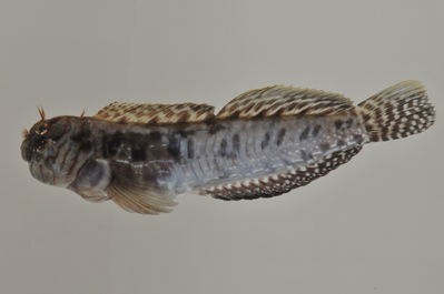 Entomacrodus sealei
- Field ID: AUST-406
- Collection date: 2013-4-17
- GPS: -22,4522 / -151,3236
- Depth: -8m
- Standard length: 68mm
- COI DNA seq.: 
CCTCTATCTAGTATTTGGTGCTTGAGCAGGCATGGTCGGAACAGCCCTAAGCCTACTAATCCGAGCGGAACTAAGCCAGCCAGGGGCTCTCTTAGGAGATGACCAGATTTATAATGTAATCGTCACAGCCCATGCCTTCGTAATAATCTTCTTTATAGTAATACCAATCATGATTGGTGGTTTCGGGAATTGACTTATTCCTCTAATGATTGGAGCCCCTGATATAGCCTTTCCCCGGATGAACAATATAAGTTTCTGACTCCTTCCACCTTCTTTTCTCCTACTTCTGGCTTCTTCAGGAGTGGAGGCGGGGGCTGGCACAGGGTGAACTGTCTATCCCCCCCTATCGGGAAACCTCGCTCATGCAGGGGCTTCTGTAGACCTAACTATCTTTTCACTCCATTTAGCAGGGGTATCTTCAATCTTAGGAGCTATTAACTTTATTACCACTATTATTAATATGAAGCCTCCCGCAATCTCCCAATATCAGACACCCTTATTTGTATGAGCAGTCCTGATCACAGCAGTACTTCTCCTTTTGTCTTTACCAGTCTTAGCTGCCGGAATTACAATACTTCTTACAGACCGAAACCTAAACACAACCTTCTTTGACCCTGCAGGAGGAGGGGACCCCATTTTATACCAACACTTGTTC
