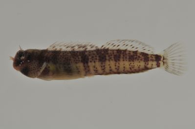 Entomacrodus thalassinus
- Field ID: AUST-182
- Collection date: 2013-4-13
- GPS: -23,9122 / -147,6608
- Depth: -9m
- Standard length: 24.5mm
- COI DNA seq.: 
CCTCTACATAATCTTCGGTGCATGAGCAGGTATAGTAGGTACGGCTTTAAGCCTGCTAATTCGGGCAGAGCTAAGCCAGCCAGGAGCCCTCTTAGGAGACGACCAAATTTATAACGTAATCGTTACAGCCCATGCTTTCGTTATAATCTTCTTTATAGTAATACCAATCATGATTGGCGGGTTTGGCAATTGACTAATCCCCTTGATGATTGGAGCACCTGATATGGCCTTCCCGCGAATAAATAATATGAGCTTCTGGCTACTCCCACCCTCTTTCCTTCTTCTTCTAGCTTCTTCTGGCGTGGAAGCAGGGGCCGGTACGGGCTGAACTGTATACCCACCCCTTTCCGGGAATCTAGCACATGCAGGAGCTTCCGTAGACTTGACAATCTTTTCCCTCCATCTAGCGGGAGTGTCTTCAATTCTGGGGGCTATTAATTTTATTACTACTATTATTAATATGAAACCCCCAGCCATTTCGCAGTACCAGACACCCTTGTTTGTCTGGGCCGTTCTTATTACAGCTGTCCTTCTCCTTCTTTCCCTCCCCGTCTTAGCTGCTGGTATTACAATGCTTCTAACAGATCGAAATTTAAACACAACCTTCTTCGACCCTGCAGGAGGTGGAGACCCCATTCTTTACCAACATCTATTC
