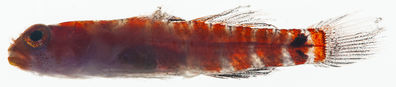 Eviota dorsimaculata
- Field ID: MARQ-475
- Collection date: 2011-11-12
- GPS: -9,74211 / -138,80947
- Depth: -30m
- Standard length: 12mm
- COI DNA seq.: 
CCTTTATTTAGTATTTGGTGCCTGAGCCGGAATAGTAGGTACAGCATTAAGCCTTCTTATTCGAGCCGAGCTAAGCCAGCCGGGCGCCCTACTCGGGGACGACCAGATCTACAACGTAATCGTCACTGCCCACGCATTTGTGATGATCTTCTTTATAGTTATGCCTATTATAATTGGGGGCTTTGGGAACTGACTCATTCCACTAATGATTGGTGCCCCTGATATGGCCTTTCCTCGTATAAATAATATAAGCTTTTGACTCCTCCCTCCCTCATTTCTACTTCTCTTGGCCTCCTCAGGGGTTGAAGCAGGGGCGGGTACAGGGTGAACTGTATATCCTCCCCTAGCGGGCAACCTAGCTCATGCAGGGGCCTCTGTAGATTTAACTATCTTTTCTCTGCACCTAGCTGGCATTTCTTCCATCCTGGGCGCAATTAACTTCATTACAACAATTCTCAACATGAAGCCTCCCGCAATATCACAGTATCAAACACCCCTATTTGTTTGAGCCGTACTTATTACGGCTGTCCTCCTCCTCCTTTCACTTCCGGTCCTGGCGGCTGGCATCACTATACTTCTTACAGACCGAAACCTAAATACTGCATTCTTCGACCCCGCCGGCGGGGGCGACCCCATTCTTTACCAACACCTCTGT
