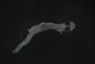 Coryphaena hippurus
- Field ID: FLMOO 1012
- Collection date: 2010-2-17
- Collection method: Plancton Tow
- GPS: 17.5255 - 149.9328
- Depth: -50m
- Standard length: 3,4mm
- COI DNA seq.: 
CCTTTATTTAATTTTCGGTGTCTTAGCAGGGATAACAGGAACAGGTTTAAGTCTTCTCATTCGAGCTGAGTTAAGCCAGCCTGGGTCACTTCTAGGAGATGACCAAACCTATAATGTCATCGTTACAGCACATGCCTTCGTAATAATTTTCTTTATAGTTATGCCAATTATGATCGGAGGCTTCGGGAACTGATTAATCCCACTAATGCTTGGCGCTCCTGATATAGCATTCCCTCGAATAAATAACATAAGCTTTTGACTTCTTCCACCATCATTTCTTCTCCTTCTAGCCTCTTCAGGGGTAGAAGCAGGAGCAGGAACTGGTTGAACGGTCTACCCACCTCTGGCGGGTAACTTAGCCCATGCTGGGGCCTCTGTAGATTTAACAATTTTCTCCCTGCATTTAGCCGGGGTATCATCAATTCTTGGGGCAATCAATTTTATTACAACTATTATTAATATAAAACCCCCCACAGTAACGATATACCAAATTCCACTATTCGTGTGAGCTGTACTAATTACAGCTGTACTACTACTCCTATCACTTCCTGTCCTAGCTGCGGGAATTACAATACTGCTAACAGACCGAAATTTAAATACAGCTTTCTTTGACCCAGCGGGAGGAGGGGATCCTATCCTATACCAACACCTGTTT
