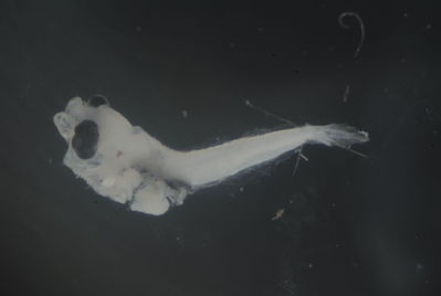 Siganus argenteus
- Field ID: FLMOO 1029
- Collection date: 2010-2-17
- Collection method: Plancton Tow
- GPS: 17.483389 - 149.75075
- Depth: -50m
- Standard length: 2,9mm
- COI DNA seq.: 
CCTTTATTTAGTATTTGGTGCTTGAGCCGGAATGGTAGGAACAGCTTTAAGCCTACTAATTCGAGCAGAACTTAGCCAACCAGGCGCCCTCCTTGGAGATGACCAGATTTATAACGTCATTGTTACCGCCCATGCATTCGTAATAATTTTCTTTATAGTAATGCCAATTATGATTGGAGGCTTCGGAAACTGACTGATCCCCCTAATGATTGGAGCTCCTGACATGGCATTCCCACGAATGAACAACATGAGCTTCTGACTCCTCCCCCCTTCTTTCTTACTTCTCTTAGCCTCCTCTGGAGTAGAAGCCGGAGCGGGAACCGGGTGAACAGTCTACCCTCCATTAGCTGGTAATCTGGCACACGCTGGGGCATCAGTAGACCTAACTATTTTCTCTTTACATTTAGCTGGAATTTCCTCAATTCTTGGGGCAATTAACTTCATTACAACTATTATTAACATGAAACCTCCCGCTATTTCCCAGTACCAAACGCCTCTGTTCGTATGGGCCGTTCTAATTACAGCTGTCCTACTTCTTCTTTCCCTACCCGTCTTAGCCGCTGGGATTACAATGCTTCTTACAGATCGAAACTTAAATACTACATTCTTCGACCCAGCAGGGGGAGGAGATCCCATTCTTTATCAACACCTGTTT
