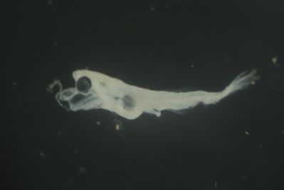 Actinopterygii
- Field ID: FLMOO 1032
- Collection date: 2010-2-17
- Collection method: Plancton Tow
- GPS: 17.518717 - 149.922469
- Depth: -50m
- Standard length: 2,4mm
- COI DNA seq.: 
CTTGTACTTAGTATTCGGCGCATGAGCCGGAATAGTAGGCACAGCCTTAAGCCTACTGATTCGGGCCGAGCTGAGCCAACCAGGGGCACTTCTAGGGGATGACCAGGTTTATAACGTAATTGTCACAGCCCATGCATTTGTAATAATCTTCTTTATAGTAATACCAATCATGATCGGAGGCTTCGGGAACTGACTTGTTCCCCTGATAATCGGCGCCCCTGACATAGCTTTCCCTCGGTTGAACAATATAAGCTTTTGACTTCTCCCACCTTCTTTCCTCCTCTTGCTTGCATCTTCTGGGGTGGAAGCGGGCGCCGGGACCGGCTGAACTGTATACCCGCCATTAGCAGGCAACCTAGCCCACGCAGGAGCTTCCGTTGACCTTACTATTTTCTCCCTTCACTTAGCAGGCATTTCTTCTATTTTAGGGGCTATTAATTTTATTACAACGATTCTAAACATAAAACCGCCTGCTATATCACAGTATCAGACCCCTCTTTTCGTCTGAGCCGTCCTCATCACTGCTGTTCTCCTTCTTCTTTCCCTGCCCGTCCTAGCTGCCGGTATTACTATGCTACTAACAGACCGGAACTTAAACACCGCATTCTTTGACCCTGCTGGAGGAGGAGACCCCATTCTATACCAACAC

