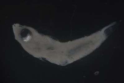 Callionymus simplicicornis
- Field ID: FLMOO 1033
- Collection date: 2010-2-17
- Collection method: Plancton Tow
- GPS: 17.518717 - 149.922469
- Depth: -50m
- Standard length: 3,7mm
- COI DNA seq.: 
CCTCTACCTAGTATTTGGTGCTTGGGCTGGAATAGTAGGAACCGCTTTGAGCCTTCTCATCCGAGCCGAACTAAATCAACCAGGGGCCCTCCTTGGCGACGACCAGATTTACAATGTTATCGTTACGGCCCATGCATTCGTAATAATTTTCTTCATGGTAATGCCTATCATAATTGGTGGCTTTGGCAACTGGCTAATCCCAATAATAATCGGAGCCCCCGACATGGCATTCCCCCGTATGAACAATATAAGCTTCTGACTCCTTCCGCCTTCTTTCCTACTCCTCCTTGCCTCCTCTGGCGTCGAAGCAGGTGCAGGAACAGGGTGAACCGTGTACCCCCCACTATCAAGCAACTTAGCGCACGCCGGGGCATCAGTCGATCTCACAATCTTCTCCCTCCACCTGGCTGGAGTCTCGTCTATCCTGGGGGCTATTAACTTCATTACGACTATTACCAACATAAAACCGCCTGCCCTAACACAGTATCAGACGCCTCTTTTCGTGTGAGCCGTACTAATTACAGCTGTCCTTCTTCTTCTTTCTCTCCCCGTCCTGGCTGCAGGCATTACTATGCTGCTGACCGATCGAAACTTAAACACCACATTCTTTGACCCTGCTGGAGGAGGAGACCCAATCCTCTATCAACACCTTTTC

