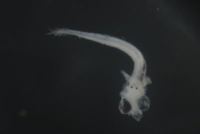 Entomacrodus cymatobiotus
- Field ID: FLMOO 1057
- Collection date: 2010-3-24
- Collection method: Plancton Tow
- GPS: 17.613028 - 149.821611
- Depth: -50m
- Standard length: 2.0mm
- COI DNA seq.: 
CCTTTATCTAGTATTTGGTGCTTGAGCAGGAATAGTGGGAACAGCCCTAAGCCTGCTAATCCGAGCCGAACTAAGTCAACCGGGGGCCCTCCTAGGAGACGATCAGATTTATAATGTAATCGTTACGGCCCATGCCTTCGTAATAATTTTCTTTATAGTAATACCAATTATGATTGGCGGATTCGGGAATTGGCTTATCCCTTTAATAATCGGAGCCCCTGATATAGCCTTTCCACGGATAAACAACATAAGCTTCTGACTTCTCCCCCCCTCTTTTCTCCTTCTACTAGCTTCTTCGGGCGTAGAGGCGGGTGCCGGTACAGGATGAACTGTATATCCCCCTCTATCCGGAAACCTTGCCCATGCAGGGGCTTCTGTGGACCTAACCATCTTTTCACTTCACCTAGCAGGGGTATCCTCAATCTTAGGAGCTATCAACTTCATTACCACTATCATCAACATAAAACCTCCCGCAATCTCCCAATATCAAACGCCCTTATTTGTTTGAGCAGTACTTATTACAGCTGTACTCCTTCTTCTATCTTTACCGGTTCTGGCTGCCGGAATCACAATACTTCTTACTGACCGAAATCTAAATACTACCTTCTTTGACCCTGCAGGAGGGGGGGATCCCATTTTATATCAGCACCTGTTC

