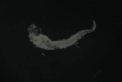 Entomacrodus cymatobiotus
- Field ID: FLMOO 1060
- Collection date: 2010-3-24
- Collection method: Plancton Tow
- GPS: 17.613028 - 149.821611
- Depth: -50m
- Standard length: 1.9mm
- COI DNA seq.: 
CCTTTATCTAGTATTTGGTGCTTGAGCAGGAATAGTGGGAACAGCCCTAAGCCTGCTAATCCGAGCCGAACTAAGTCAACCGGGGGCCCTCCTAGGAGACGATCAGATTTATAATGTAATCGTTACGGCCCATGCCTTCGTAATAATTTTCTTTATAGTAATACCAATTATGATTGGCGGATTCGGGAATTGGCTTATCCCTTTAATAATCGGAGCCCCTGATATAGCCTTTCCACGGATAAACAACATAAGCTTCTGACTTCTCCCCCCCTCTTTTCTCCTTCTACTAGCTTCTTCGGGCGTAGAGGCGGGTGCCGGTACAGGATGAACTGTATATCCCCCTCTATCCGGAAACCTTGCCCATGCAGGGGCTTCTGTGGACCTAACCATCTTTTCACTTCACCTAGCAGGGGTATCCTCAATCTTAGGAGCTATCAACTTCATTACCACTATCATCAACATAAAACCTCCCGCAATCTCCCAATATCAAACGCCCTTATTTGTTTGAGCAGTACTTATTACAGCTGTACTCCTTCTTCTATCTTTACCGGTTCTGGCTGCCGGAATCACAATACTTCTTACTGACCGAAATCTAAATACTACCTTCTTTGACCCTGCAGGAGGGGGGGATCCCATTTTATATCAGCACCTGTTC

